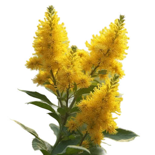 Moroccan mimosa