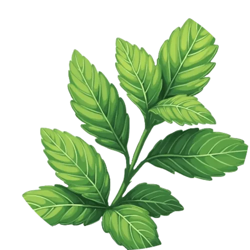 peppermint
