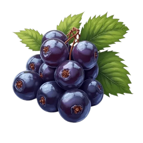 cassis