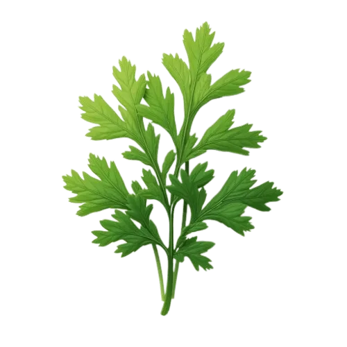 coriander